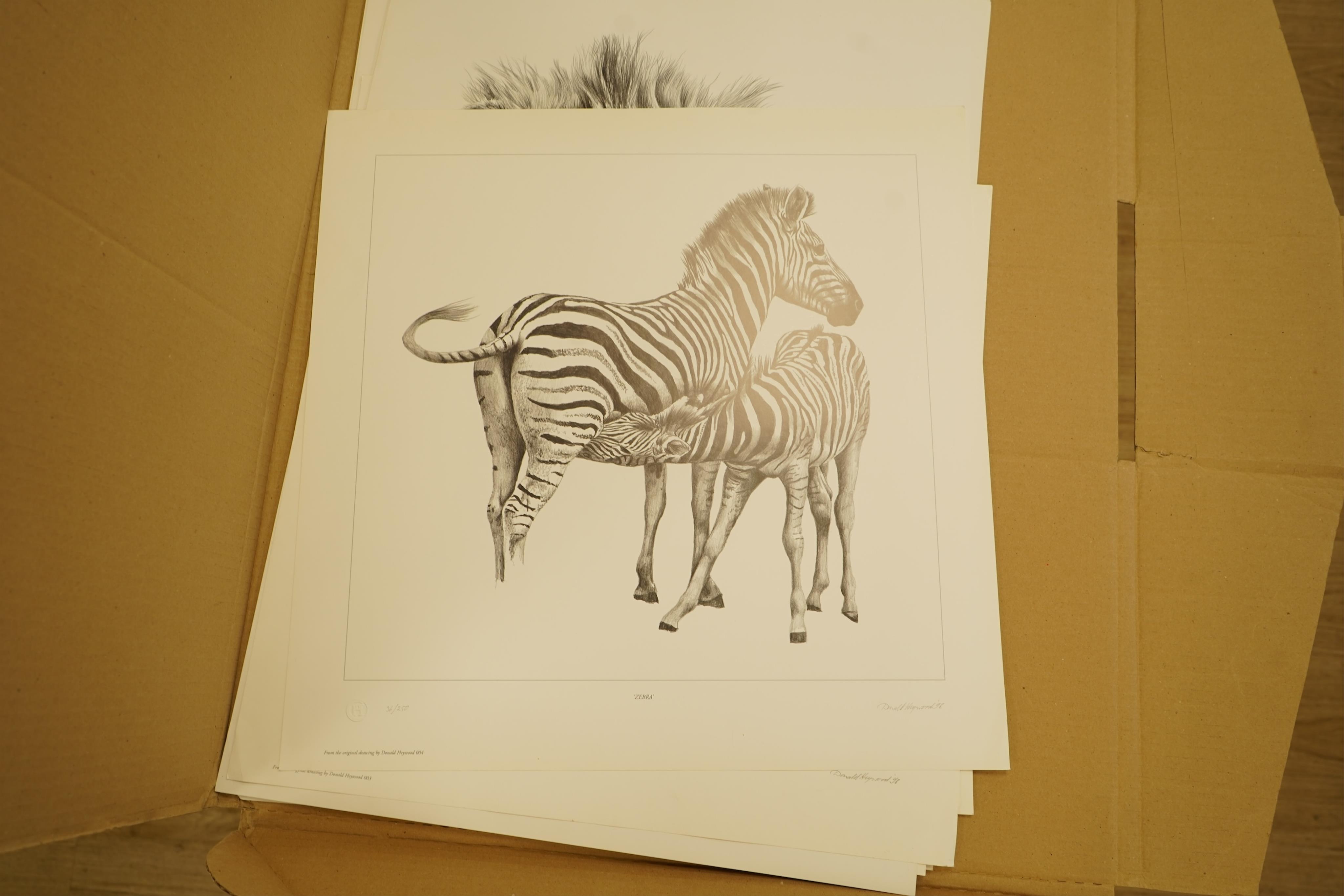Donald Heywood (b.1944), eleven prints, each signed in pencil to include: ‘Leopard drinking’, ‘Lion portrait’ and ‘Lion cub’, unframed, largest 68 x 48cm